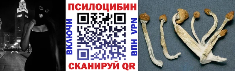 купить  сайты  Купино  Псилоцибиновые грибы Psilocybe 